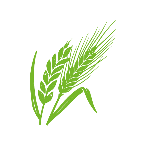 Pictogramme Céréales — couleur espèce