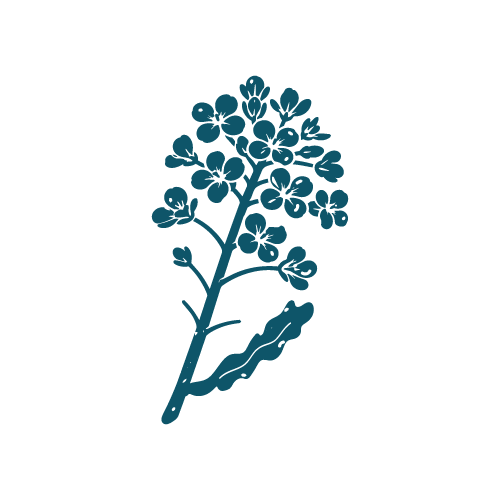 Pictogramme Colza — bleu
