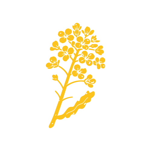 Pictogramme Colza — jaune