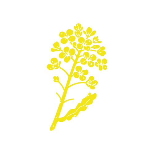 Pictogramme Colza — couleur espèce