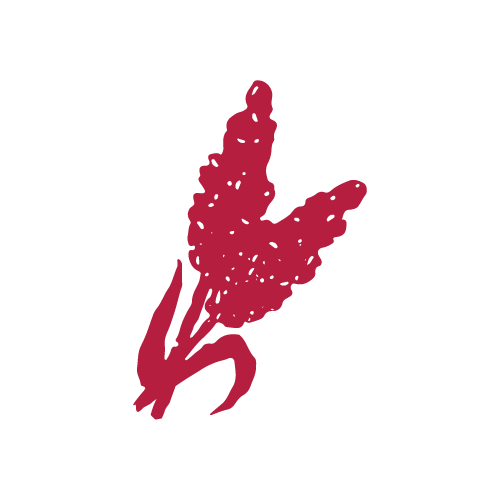 Pictogramme Sorgho — couleur espèce